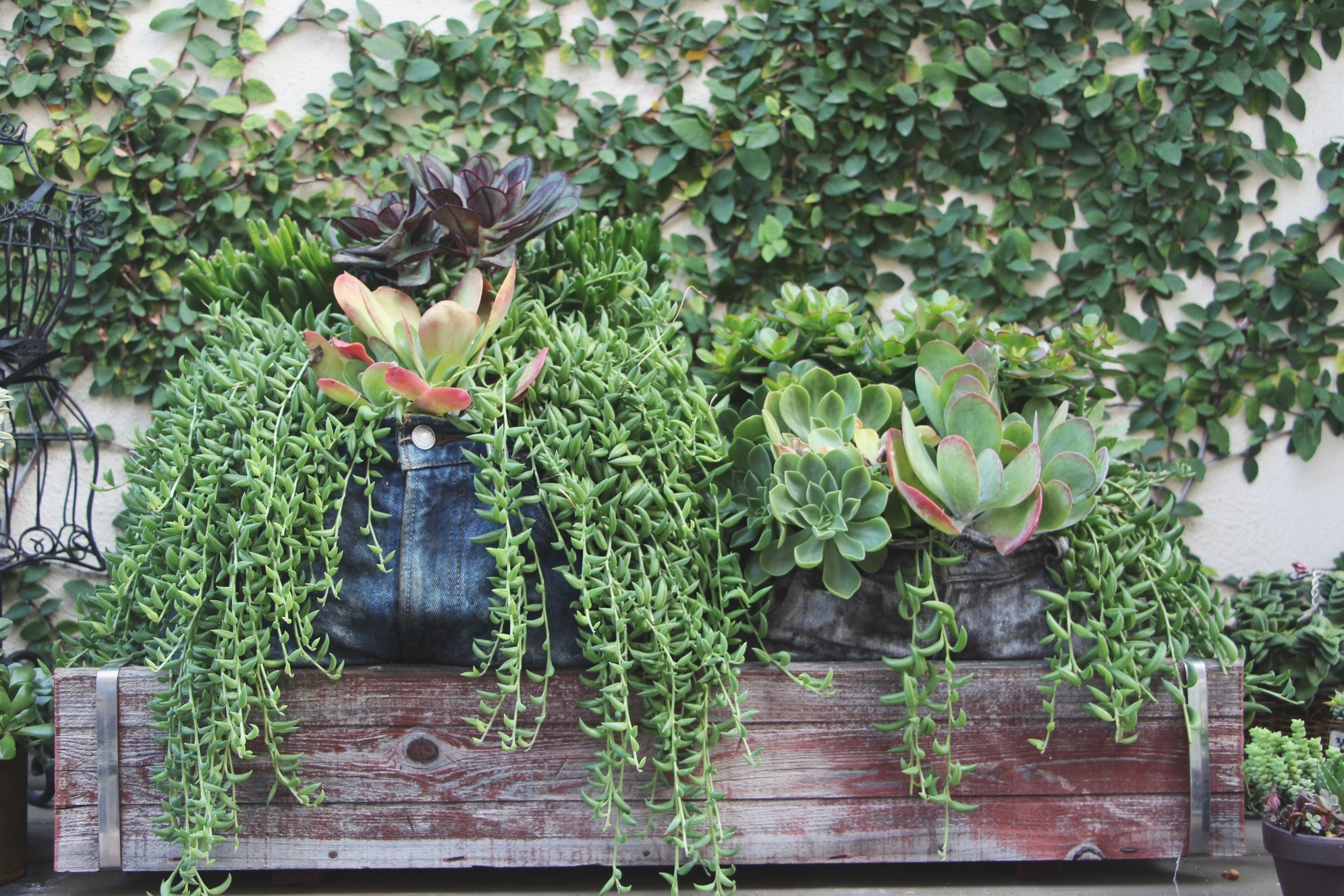 Succulents in Jeans at the Succulent Cafe Oceanside via Needles + Leaves